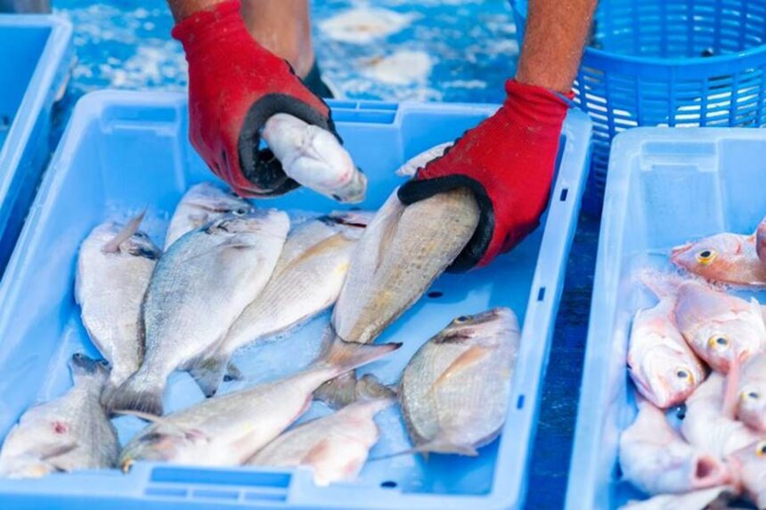 Peixe Santo - Tradição de 30 anos é cancelada pela Prefeitura de Cuiabá