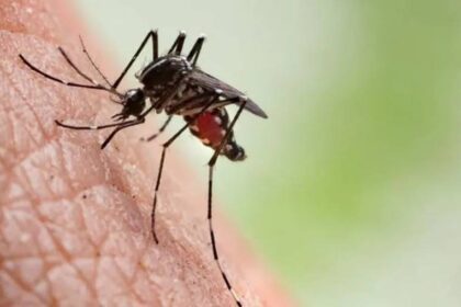 Brasil ultrapassa os 4 milhões de casos de dengue em 2024