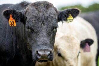 Registrado o primeiro caso de transmissão de gripe aviária de vaca para humano