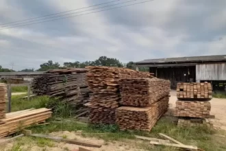 Operação Ankara da PF combate extração ilegal de madeira em terra indígena