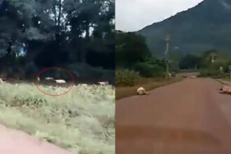 Vídeo: moradores filmam centenas de animais mortos pelas em ruas no RS