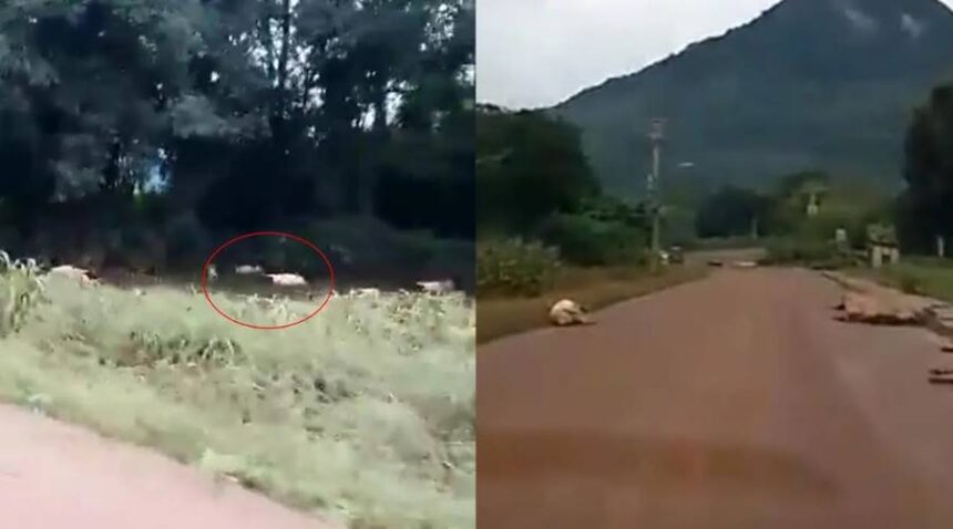 Vídeo: moradores filmam centenas de animais mortos pelas em ruas no RS