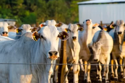 Mato Grosso abateu 627 mil cabeças de gado em maio e atinge novo recorde!