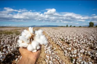 Brasil se torna o maior exportador de algodão do mundo