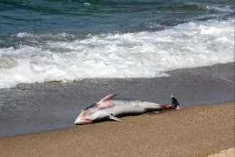 Pesquisadores encontraram cocaína em organismo de tubarões no Rio de Janeiro