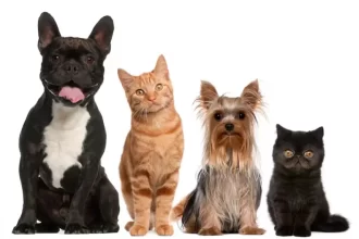 Cachorros e gatos terão carteira de identidade em 2025