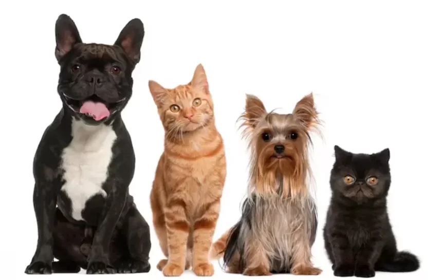 Cachorros e gatos terão carteira de identidade em 2025