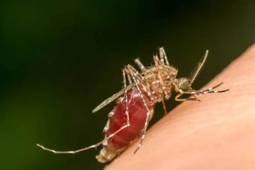 Brasil registra mais de 16 mil casos de dengue em apenas dez dias de 2025