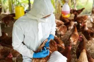 Funcionário de granja no RS é isolado por suspeita de infecção por gripe aviária