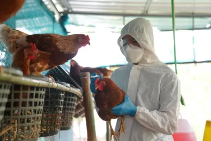 Ministério da Agricultura confirma caso de gripe aviária em Mato Grosso