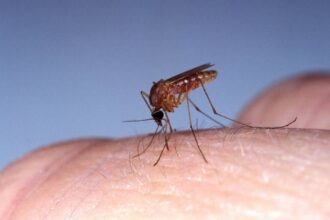 Mato Grosso registrou 11 casos de Febre Oropouche em apenas 30 dias