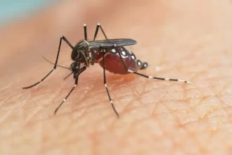 82% dos casos de dengue no mundo em 2024 estão no Brasil, diz OMS