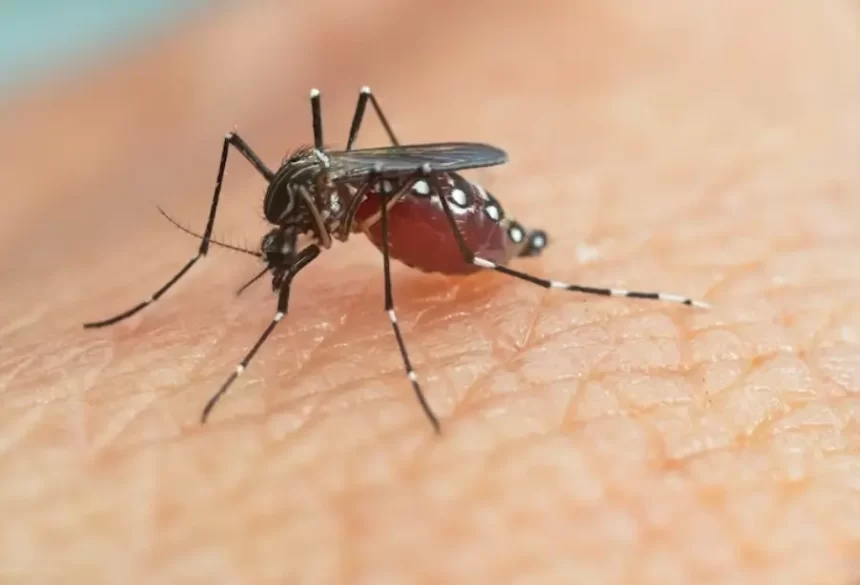 82% dos casos de dengue no mundo em 2024 estão no Brasil, diz OMS