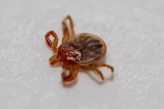 95 - Pesquisadores chineses identificam vírus transmitido por carrapatos capaz de infectar o cérebro