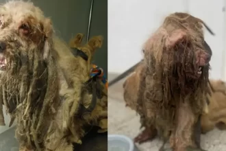 Ajude Scooby Cão é resgatado com infecção, anemia após maus-tratos