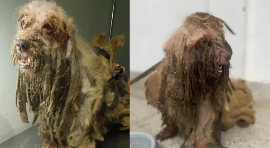 Ajude Scooby Cão é resgatado com infecção, anemia após maus-tratos
