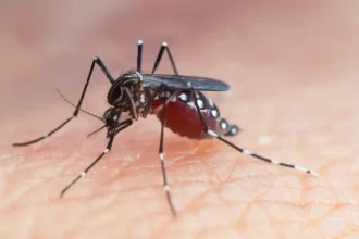 Brasil ultrapassa 1 milhão de casos prováveis de dengue em 2025 e já registra 668 mortes