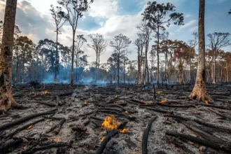 Degradação florestal na Amazônia atinge recorde em 2025, com crescimento de 482%