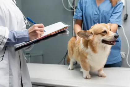 Governo lança programa nacional para identificação e proteção de cães e gatos