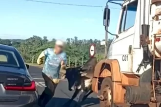 Touro solto causa pânico em avenida movimentada de Ribeirão Preto