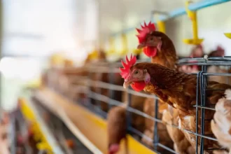 Após caso de gripe aviária no RS, China suspende compra de carne de frango do Brasil