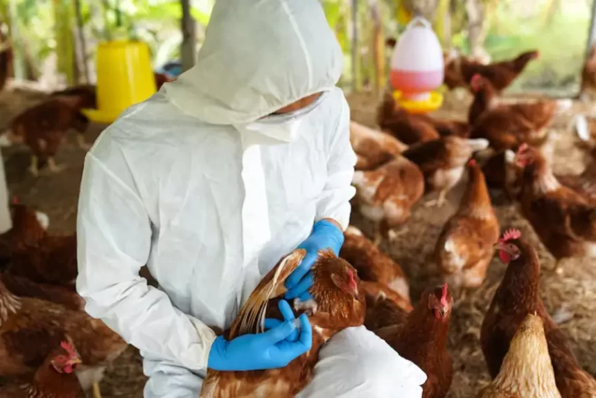 Funcionário de granja no RS é isolado por suspeita de infecção por gripe aviária