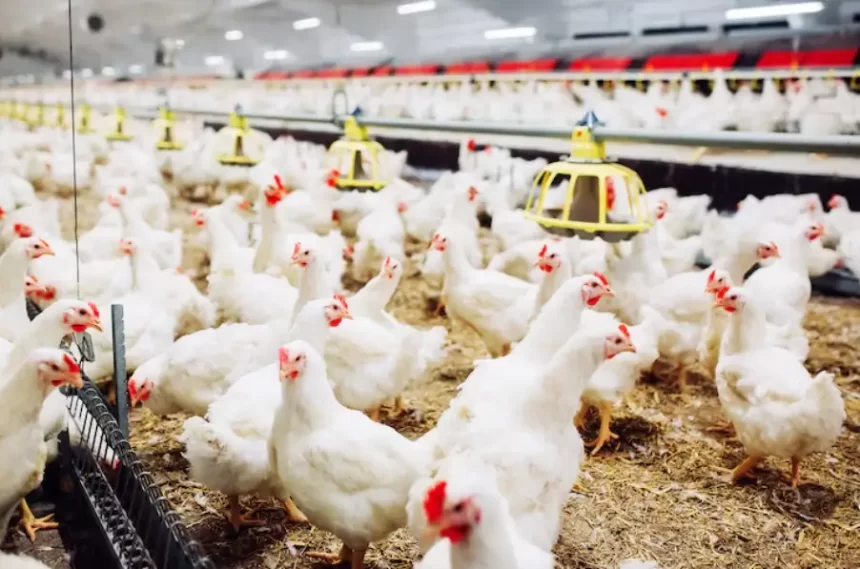 Gripe aviária: 60 países já cancelaram a compra de carnes de aves brasileiras