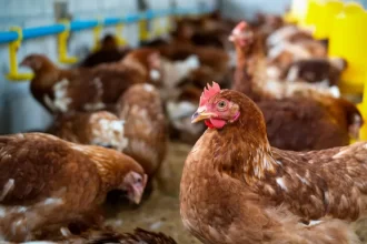 Brasil volta a ser reconhecido como livre da gripe aviária, afirma Mapa