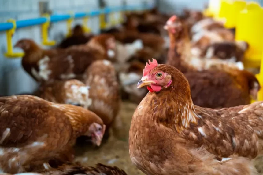 Brasil volta a ser reconhecido como livre da gripe aviária, afirma Mapa