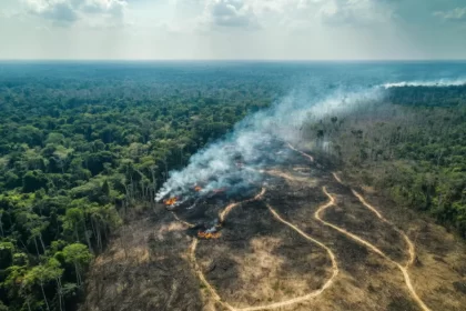 Desmatamento na Amazônia teve alta recorde de 92% em maio de 2025