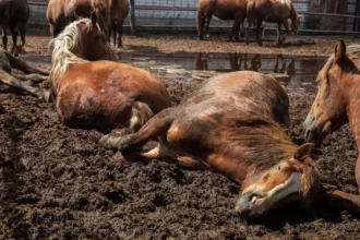 Ração contaminada mata ao menos 245 cavalos em quatro estados
