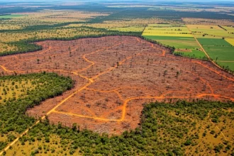 Cerrado perdeu quase 30% da vegetação nativa em quatro décadas, aponta estudo