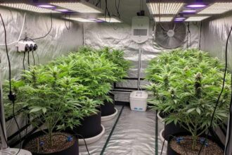 Anvisa define regras para a produção de maconha no Brasil