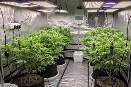 Anvisa define regras para a produção de maconha no Brasil