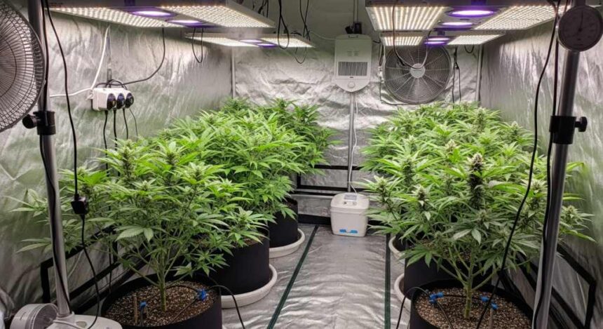 Anvisa define regras para a produção de maconha no Brasil