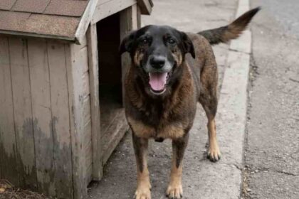 Laudo sobre cão Orelha descarta fraturas e perfuração por prego