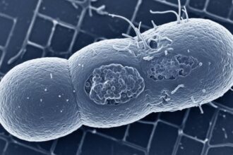 Bactéria resistente a antibióticos circula em SP e preocupa Ministério da Saúde