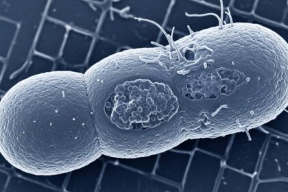 Bactéria resistente a antibióticos circula em SP e preocupa Ministério da Saúde