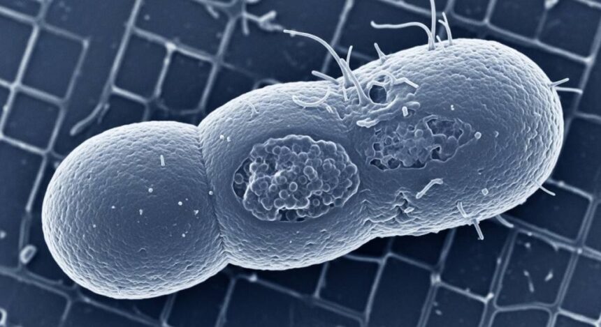 Bactéria resistente a antibióticos circula em SP e preocupa Ministério da Saúde