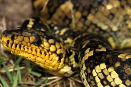 Jovem jiboia-do-ribeira é encontrada viva no interior de Paulista