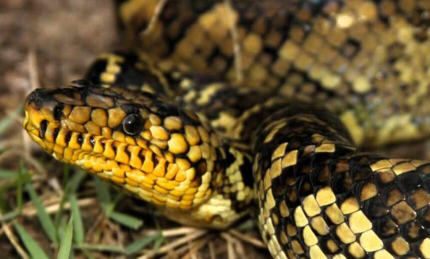 Jovem jiboia-do-ribeira é encontrada viva no interior de Paulista