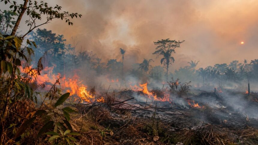 Amazonas registra alta de 271% nos focos de incêndio em outubro