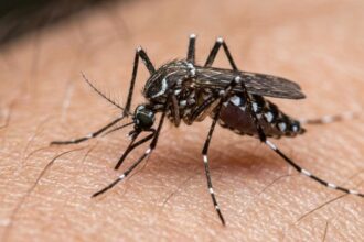 Dengue: cerca de 1,8 mil cidades brasileiras estão em alerta
