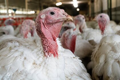 Doença de Newcastle: 5 países restringem produtos avícolas do Brasil